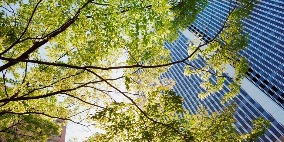 Tree in front of facade Tree in front of a glass facade